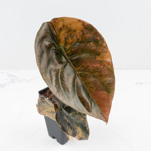 Alocasia Cuprea Gold/Aurea/Caramel Latte Variegated (wk35-L215)