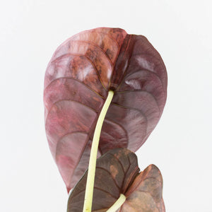Alocasia Cuprea Gold/Aurea/Caramel Latte Variegated (wk35-L215)