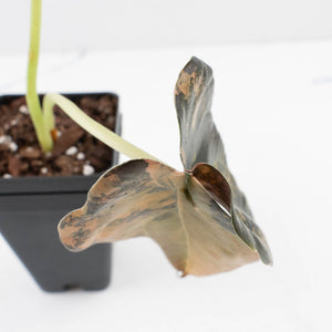 Alocasia Cuprea Gold/Aurea/Caramel Latte Variegated (wk35-L215)