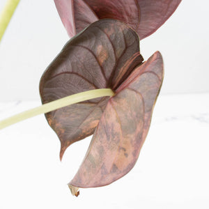 Alocasia Cuprea Gold/Aurea/Caramel Latte Variegated (wk35-L215)