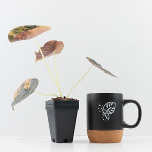 Alocasia Cuprea Gold/Aurea/Caramel Latte Variegated (wk35-U123)