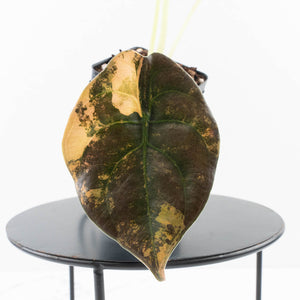 Alocasia Cuprea Gold/Aurea/Caramel Latte Variegated (wk35-U123)