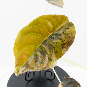 Alocasia Cuprea Gold/Aurea/Caramel Latte Variegated (wk35-U123)