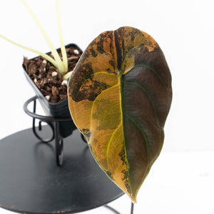 Alocasia Cuprea Gold/Aurea/Caramel Latte Variegated (wk35-U123)