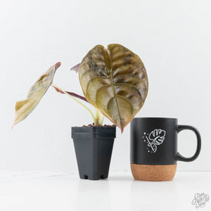 Alocasia Cuprea Gold/Aurea/Caramel Latte Variegated (wk28-UL) Corming Size