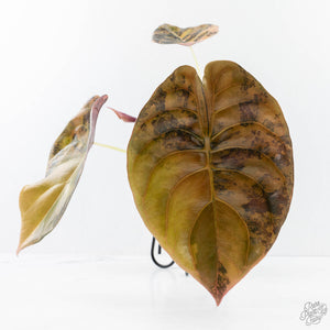 Alocasia Cuprea Gold/Aurea/Caramel Latte Variegated (wk28-UL) Corming Size