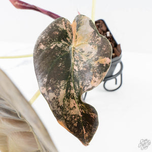 Alocasia Cuprea Gold/Aurea/Caramel Latte Variegated (wk28-UL) Corming Size