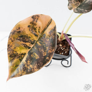 Alocasia Cuprea Gold/Aurea/Caramel Latte Variegated (wk28-UL) Corming Size