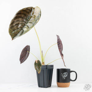 Alocasia Cuprea Gold/Aurea/Caramel Latte Variegated - Corming Size (wk29-UD)