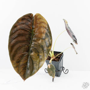 Alocasia Cuprea Gold/Aurea/Caramel Latte Variegated - Corming Size (wk29-UD)