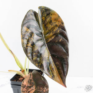 Alocasia Cuprea Gold/Aurea/Caramel Latte Variegated - Corming Size (wk29-UD)