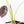 Alocasia Cuprea Gold/Aurea/Caramel Latte Variegated - Corming Size (wk29-UD)