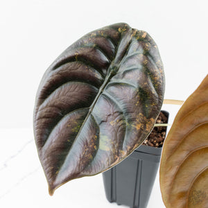 Alocasia Cuprea Gold/Aurea/Caramel Latte Variegated (wk19-UH) *Corming Size*