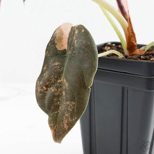 Alocasia Cuprea Gold/Aurea/Caramel Latte Variegated (wk19-UH) *Corming Size*