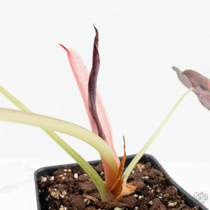 Alocasia Cuprea Gold/Aurea/Caramel Latte Variegated (wk19-UH) *Corming Size*
