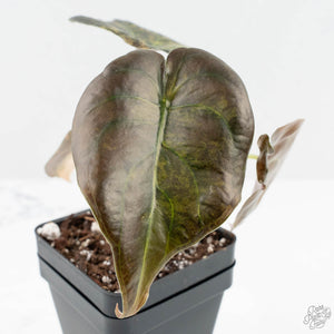 Alocasia Cuprea Gold/Aurea/Caramel Latte Variegated (wk19-UQ)