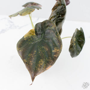 Alocasia Cuprea Gold/Aurea/Caramel Latte Variegated (wk21-UE) *Corming Size*