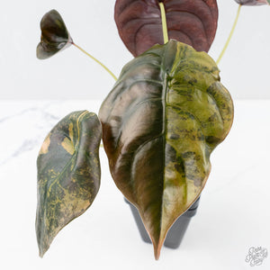 Alocasia Cuprea Gold/Aurea/Caramel Latte Variegated (wk21-UE) *Corming Size*