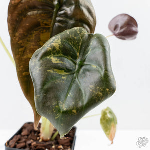Alocasia Cuprea Gold/Aurea/Caramel Latte Variegated (wk21-UE) *Corming Size*