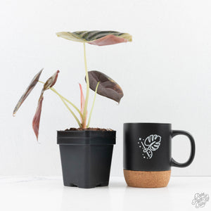 Alocasia Cuprea Gold/Aurea Variegated (wk25-UC) *Corming Size*