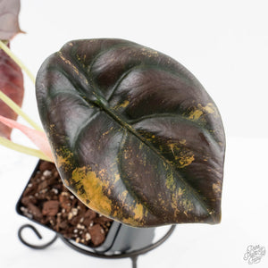 Alocasia Cuprea Gold/Aurea Variegated (wk25-UC) *Corming Size*