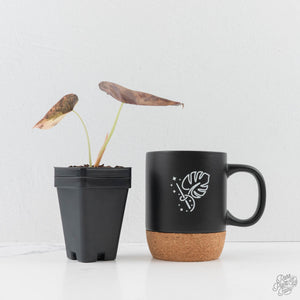 Alocasia Cuprea Gold/Aurea/Caramel Latte Variegated (wk27-UG)