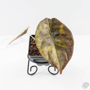 Alocasia Cuprea Gold/Aurea/Caramel Latte Variegated (wk27-UG)