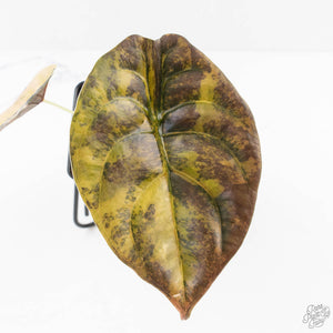 Alocasia Cuprea Gold/Aurea/Caramel Latte Variegated (wk27-UG)