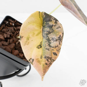 Alocasia Cuprea Gold/Aurea/Caramel Latte Variegated (wk27-UG)