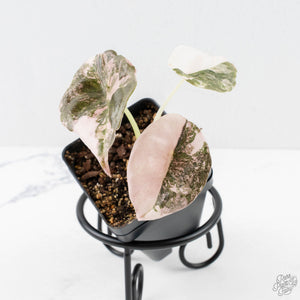 Alocasia 'Cuprea' Pink/Albo Variegated (wk27-I)