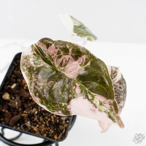 Alocasia 'Cuprea' Pink/Albo Variegated (wk27-I)