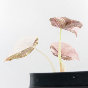 Alocasia 'Cuprea' Pink/Albo Variegated (wk27-I)