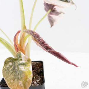 Alocasia 'Cuprea' Pink/Albo Variegated (wk27-K) *Corming Size*