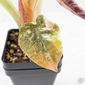 Alocasia 'Cuprea' Pink/Albo Variegated (wk27-K) *Corming Size*