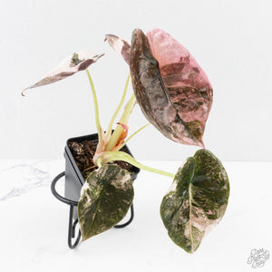 Alocasia 'Cuprea' Pink/Albo Variegated (wk27-K) *Corming Size*