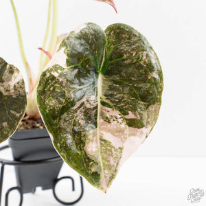 Alocasia 'Cuprea' Pink/Albo Variegated (wk27-K) *Corming Size*