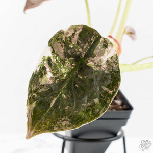 Alocasia 'Cuprea' Pink/Albo Variegated (wk27-K) *Corming Size*