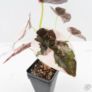 Alocasia 'Cuprea' Pink/Albo Variegated (wk27-K) *Corming Size*