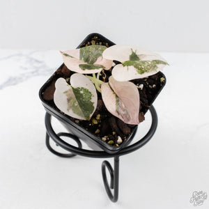 Alocasia 'Cuprea' Pink/Albo Variegated (wk28-F)