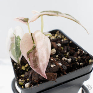 Alocasia 'Cuprea' Pink/Albo Variegated (wk28-F)