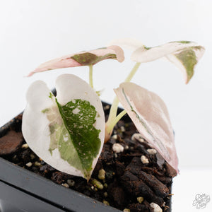 Alocasia 'Cuprea' Pink/Albo Variegated (wk28-F)