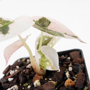 Alocasia 'Cuprea' Pink/Albo Variegated (wk28-F)