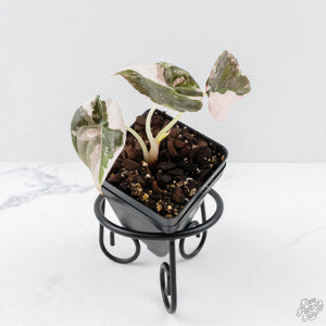 Alocasia 'Cuprea' Pink/Albo Variegated (wk28-G)