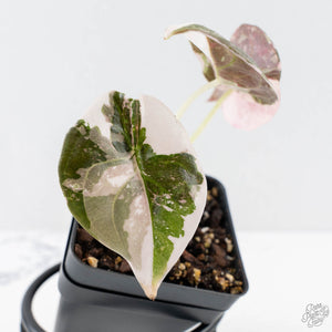 Alocasia 'Cuprea' Pink/Albo Variegated (wk28-G)