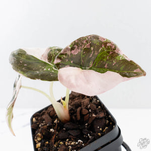 Alocasia 'Cuprea' Pink/Albo Variegated (wk28-G)