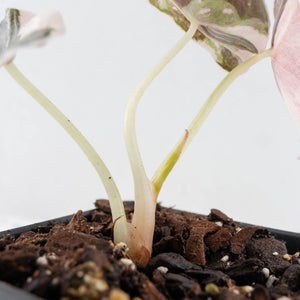 Alocasia 'Cuprea' Pink/Albo Variegated (wk28-G)