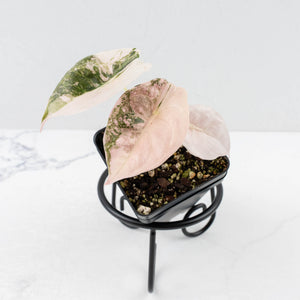 Alocasia 'Cuprea' Pink/Albo Variegated (wk30-B)