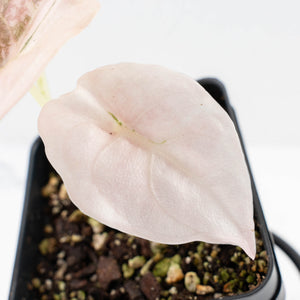 Alocasia 'Cuprea' Pink/Albo Variegated (wk30-B)