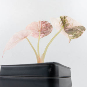 Alocasia 'Cuprea' Pink/Albo Variegated (wk30-B)