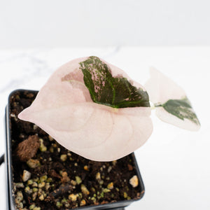 Alocasia 'Cuprea' Pink/Albo Variegated (wk31-J)